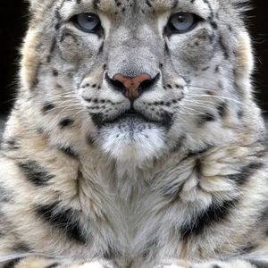 Meet your Posher, Pamela